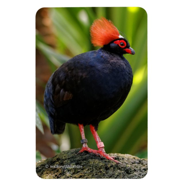Stunning Roul-Roul Crested Wood Partridge Bird Magnet (Vertical)