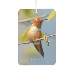 Stunning Rufous Hummingbird in the Sun Car Air Freshener