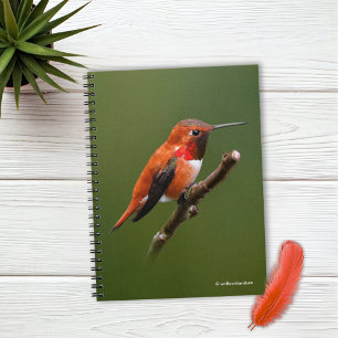 Stunning Rufous Hummingbird on Cherry Branch Notebook