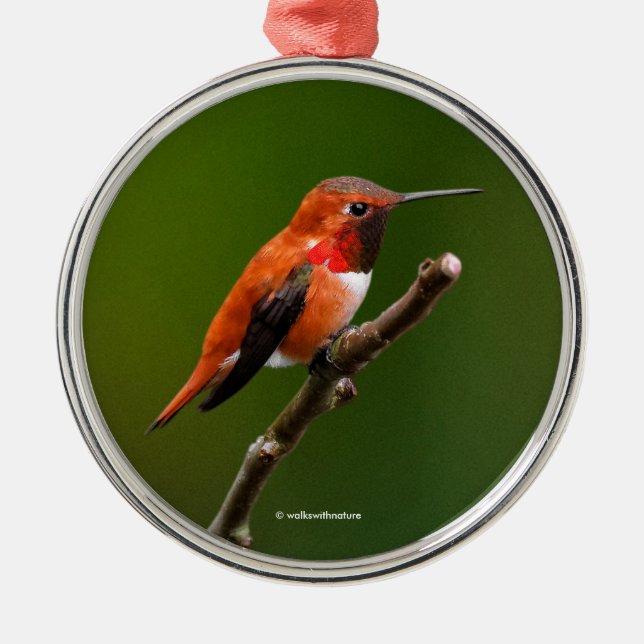 Stunning Rufous Hummingbird on the Cherry Tree Metal Tree Decoration (Front)