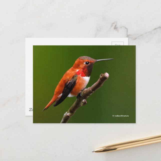 Stunning Rufous Hummingbird on the Cherry Tree Postcard (Front/Back In Situ)