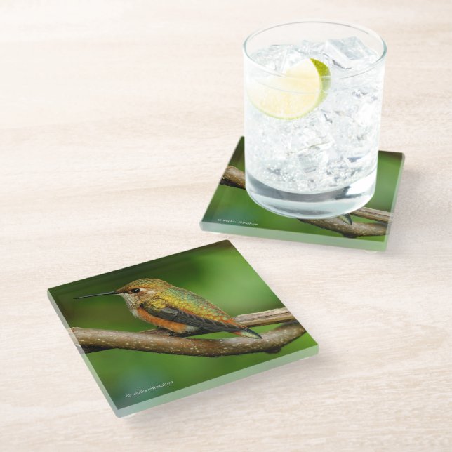 Stunning Rufous Hummingbird on Twining Vines Glass Coaster (Angled)