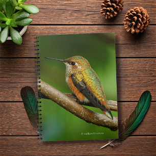 Stunning Rufous Hummingbird on Twining Vines Notebook