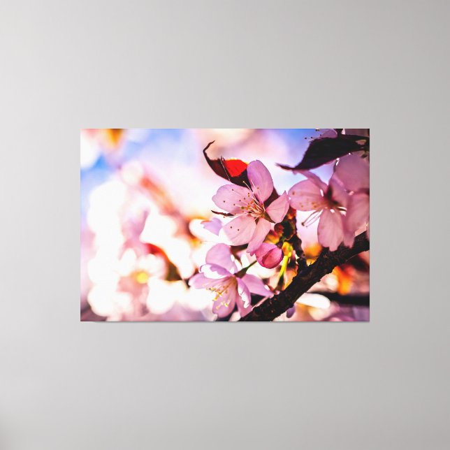 Stunning Sakura Blossoms Canvas Print (Front)