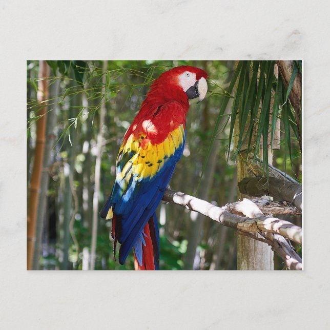 Stunning Scarlet Macaw Parrot Holiday Postcard (Front)