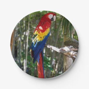 Stunning Scarlet Macaw Parrot Paper Plate