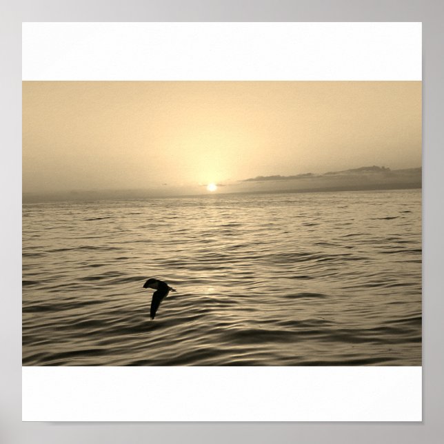 stunning seagull silhouette soaring in the sunset poster (Front)