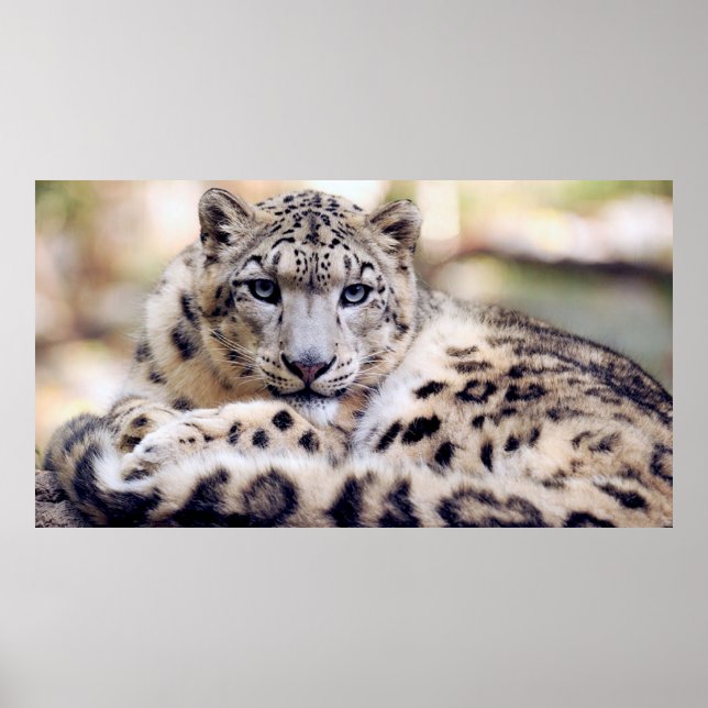 Stunning Snow Leopard Lying Down Poster (Front)