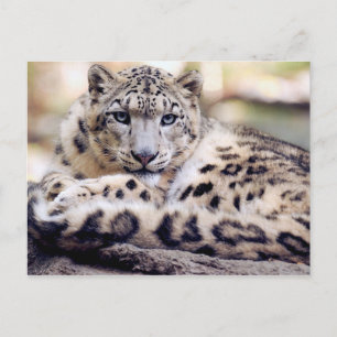 Stunning snow-leopard portrait postcard