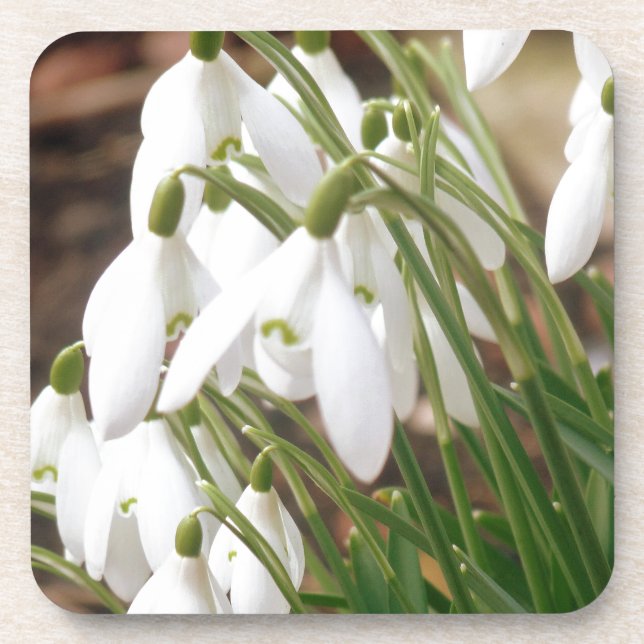 Stunning Snowdrops Coaster (Front)