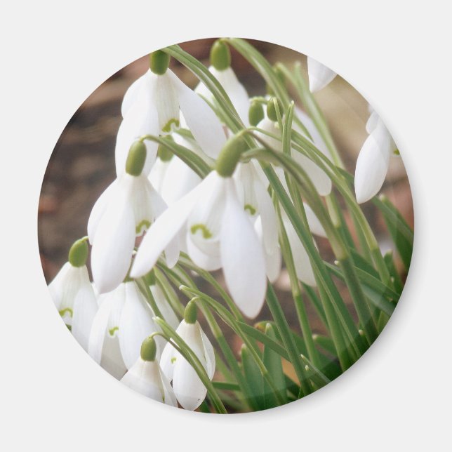 Stunning Snowdrops Magnet (Front)