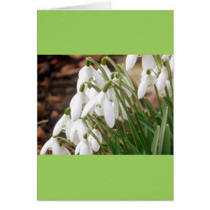 Stunning Spring Snowdrops