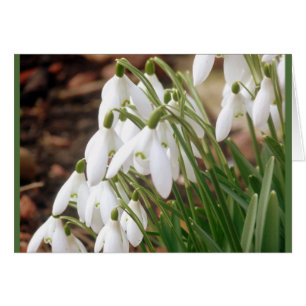 Stunning Spring Snowdrops