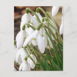 Stunning Spring Snowdrops Postcard