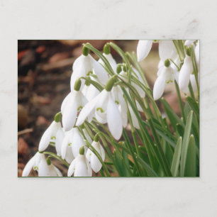Stunning Spring Snowdrops Postcard