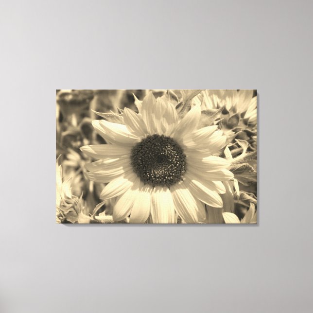 Stunning Sunflower Canvas Print (Front)