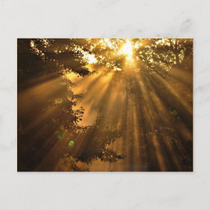 Stunning Sunset Photo with Crazy Sunbeams Postcard