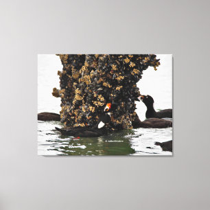 Stunning Surf Scoter Seaducks Feeding at Low Tide Canvas Print