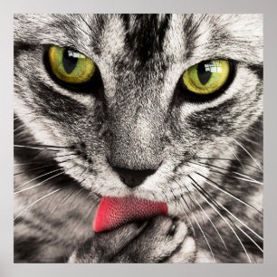 Stunning tabby feline cat licking paw poster