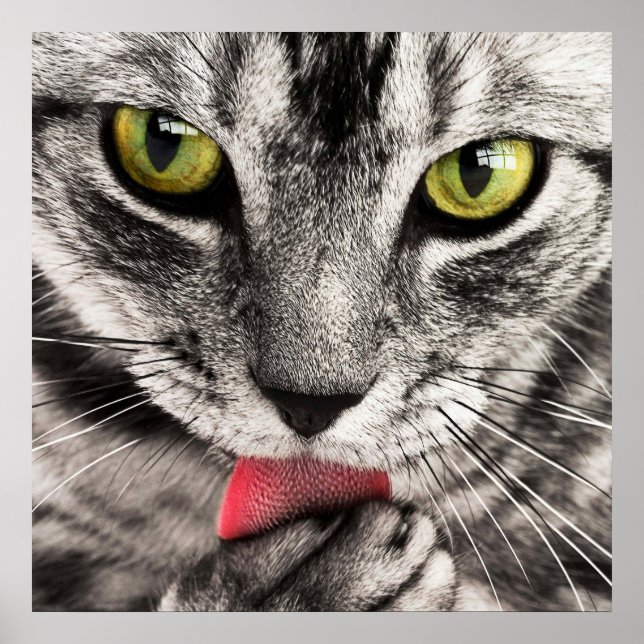 Stunning tabby feline cat licking paw poster (Front)