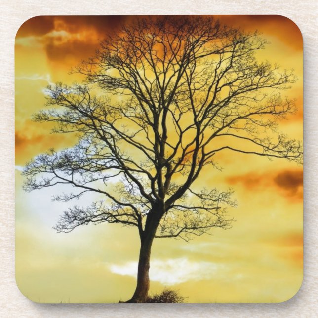 Stunning Tree, sunset nature scenery photo prints Coaster (Front)