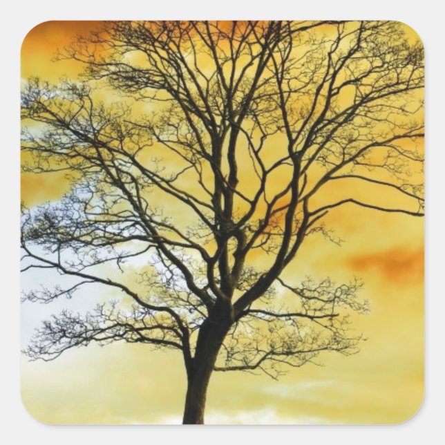 Stunning Tree, sunset nature scenery photo prints Square Sticker (Front)