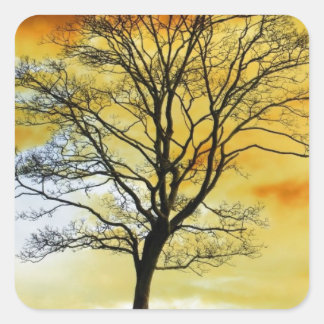 Stunning Tree, sunset nature scenery photo prints Square Sticker