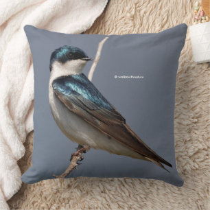 Stunning Tree Swallow Songbird in the Sun Cushion