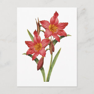 Stunning Tropical Amaryllis Study Postcard