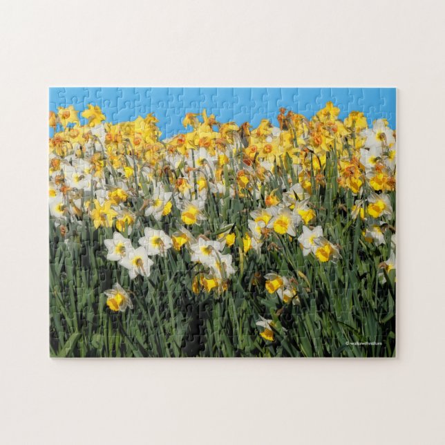 Stunning Two-Tone Daffodils Floral Photography Jigsaw Puzzle (Horizontal)