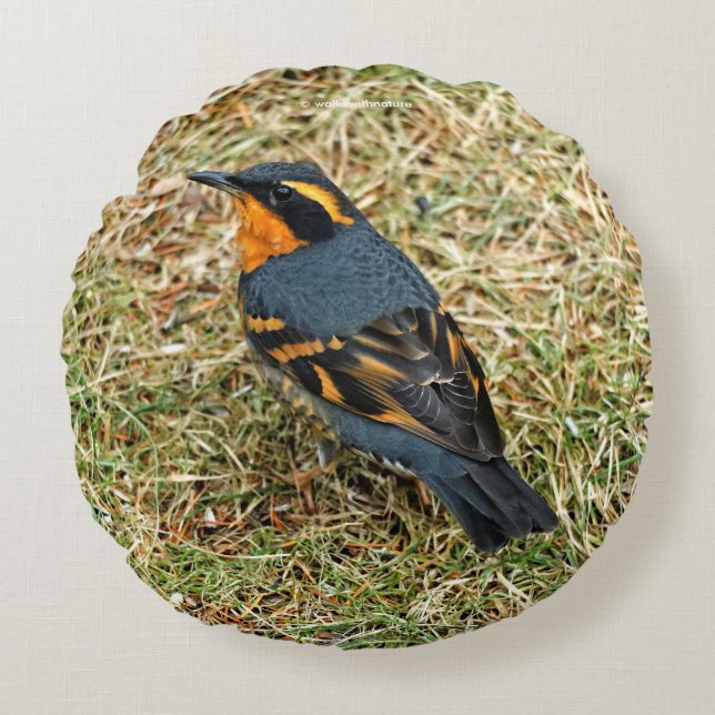 Stunning Varied Thrush on the Lawn Round Cushion (Front)