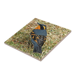 Stunning Varied Thrush on the Lawn Tile