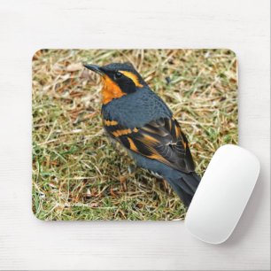 Stunning Varied Thrush Songbird in the Grass Mouse Mat