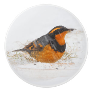Stunning Varied Thrush Songbird on Snowy Day Ceramic Knob