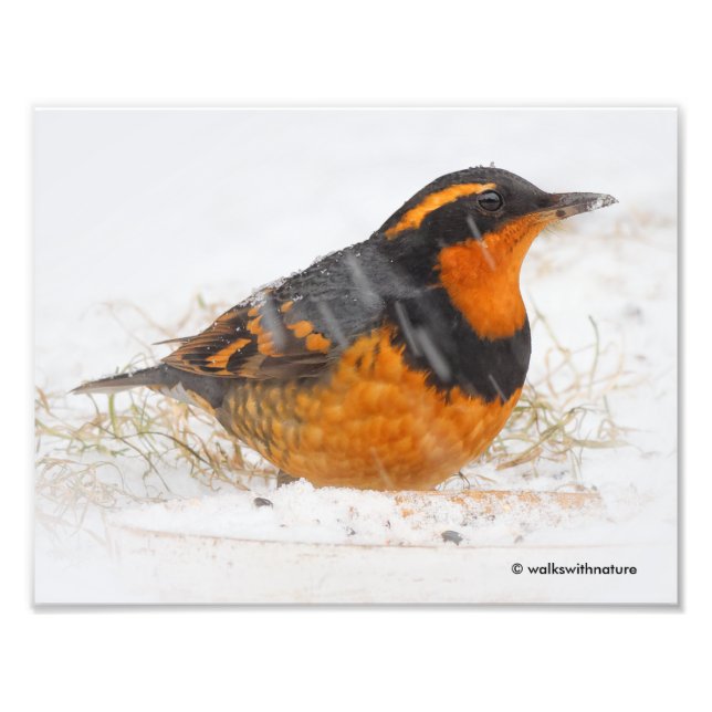 Stunning Varied Thrush Songbird on Snowy Day Photo Print (Front)