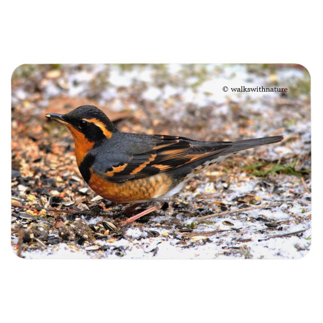 Stunning Varied Thrush Songbird on Snowy Ground Magnet (Horizontal)