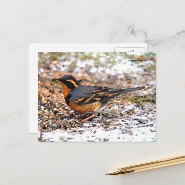 Stunning Varied Thrush Songbird on Snowy Ground Postcard (Front/Back In Situ)