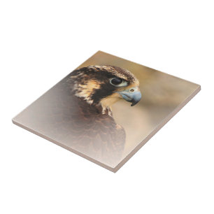 Stunning Vignetted Peregrine Falcon Tile