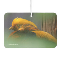 Stunning Vignetted Profile of a Golden Pheasant
