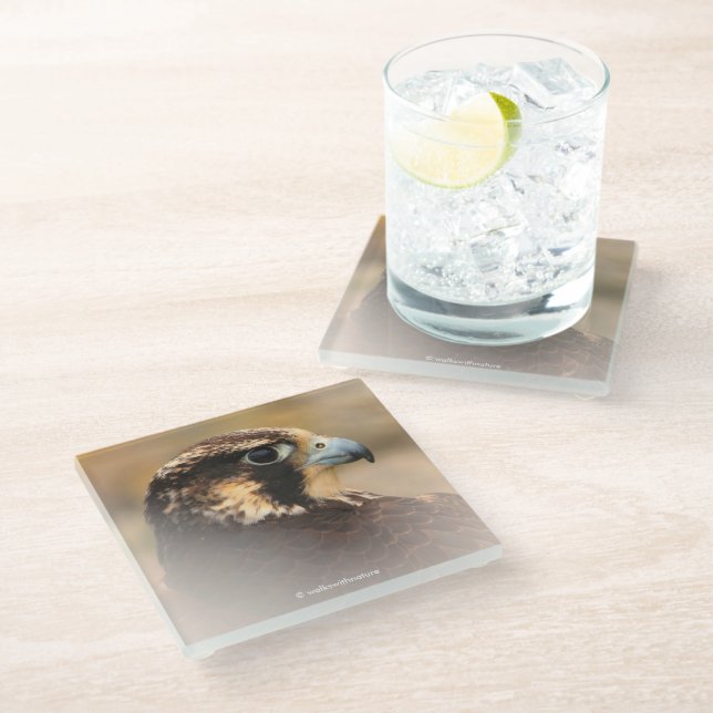 Stunning Vignetted Profile of a Peregrine Falcon Glass Coaster (Angled)