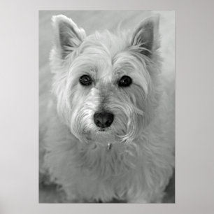 Stunning West Highland Terrier Dog (Westie) Poster
