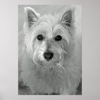 Stunning West Highland Terrier Dog (Westie) Poster