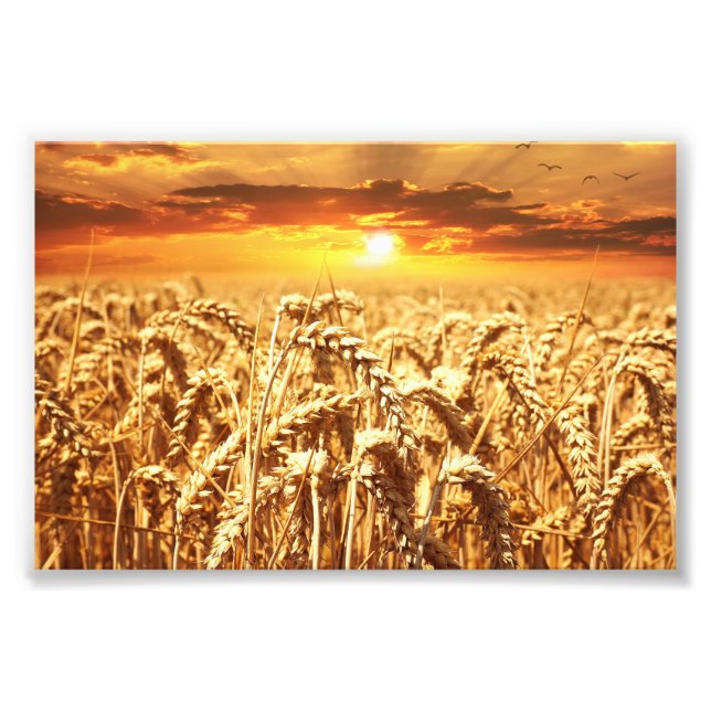 Stunning wheat field sunset photo print (Front)
