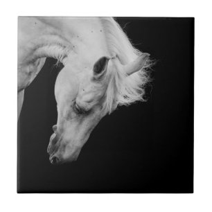 Stunning white horse on black looking down tile