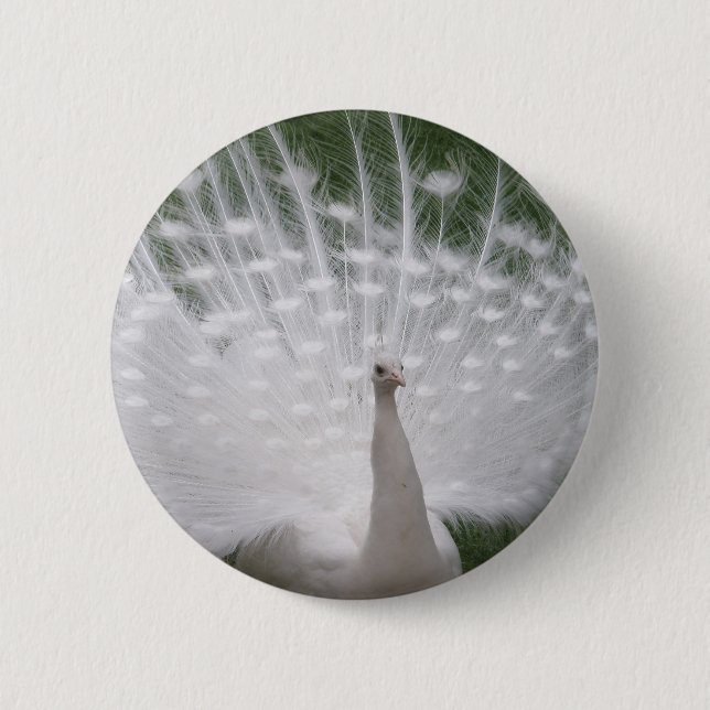 Stunning white Peacock ( Peafowl) full plume 6 Cm Round Badge (Front)