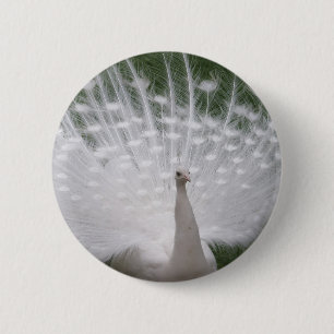 Stunning white Peacock ( Peafowl) full plume 6 Cm Round Badge