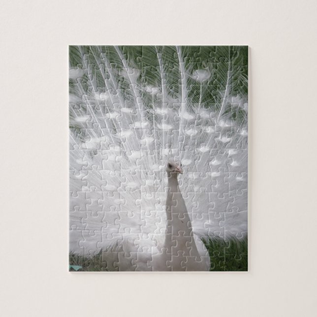 Stunning white Peacock ( Peafowl) full plume Jigsaw Puzzle (Vertical)