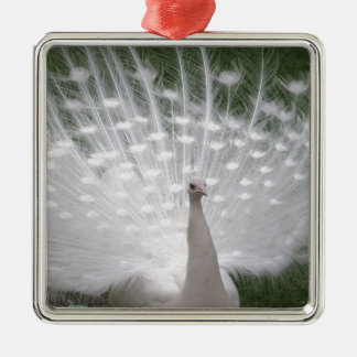 Stunning white Peacock ( Peafowl) full plume Metal Tree Decoration