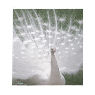 Stunning white Peacock ( Peafowl) full plume Notepad