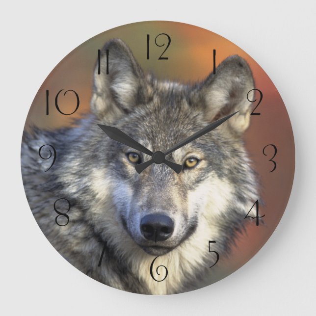 Stunning wolf portrait large clock (Front)